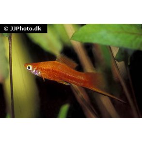 Xiphophorus helleri / svrddrager stk 39.- par 70.-