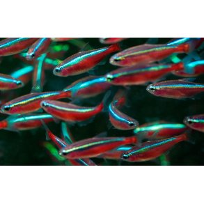 Paracheirodon axelrodi L / Cardinaltetra R�d neon 20- 10/168,- 