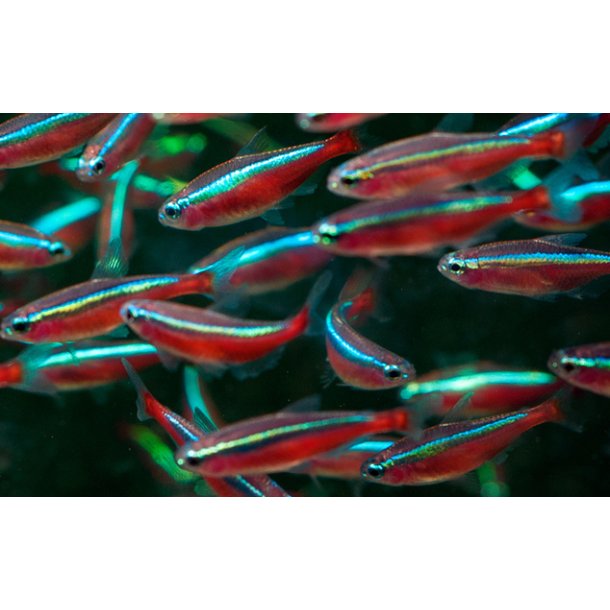 Paracheirodon axelrodi L / Cardinaltetra R�d neon 20- 10/168,- 