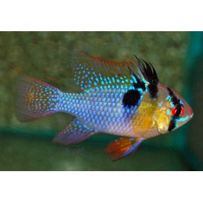 Sommerfugle cichlide / Mikrogeophagus ramirezi Par 189.-