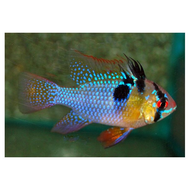 Sommerfugle cichlide / Mikrogeophagus ramirezi Par 189.-