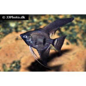 Pterophyllum scalare 