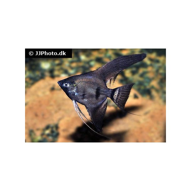 Pterophyllum scalare "Black" longfin stk 89.- 3/248.-