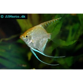 Pterophyllum scalare 