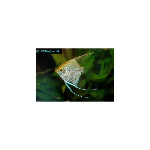 Pterophyllum scalare "Gold" stk 75.-3/200.-