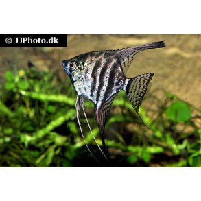 Pterophyllum scalare 