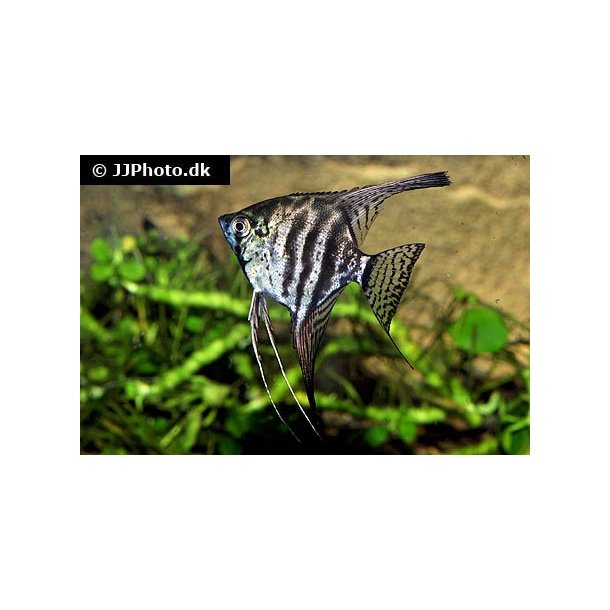 Pterophyllum scalare "Smoke" stk 80.- 3/225.-