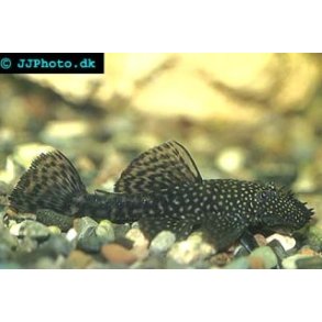Malle / Ancistrus sp. stk 80.- 3/225.-