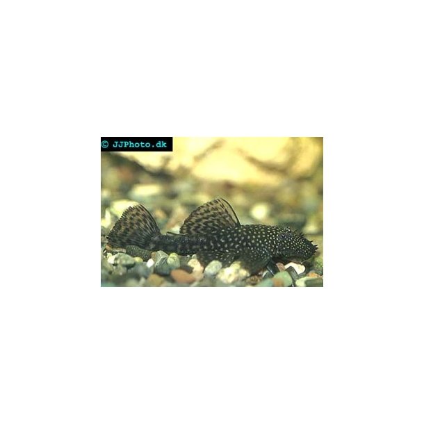 Malle / Ancistrus sp. stk 80.- 3/225.-