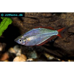 Melanotaenia praecox / neon regnbuefisk 40.- 10/348.-
