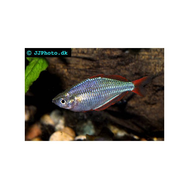 Melanotaenia praecox / neon regnbuefisk 40.- 10/348.-