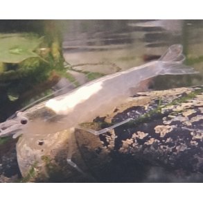 Caridina multidentata 