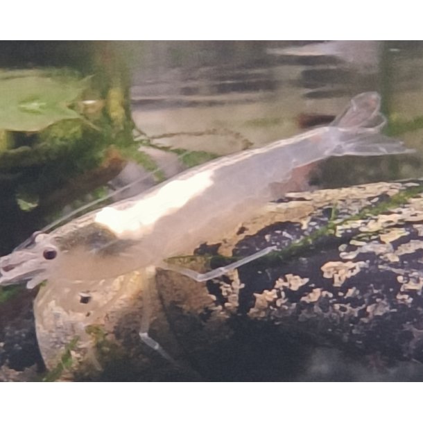 Caridina multidentata "Snow White" / hvid amano reje 68.- 3/200