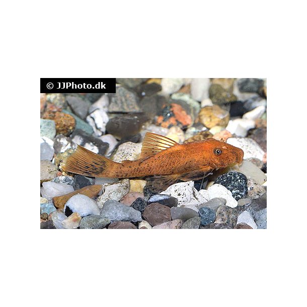 Ancistrus sp.red 8-10 cm.  par 400.-