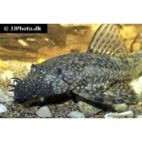 Ancistrus malle 9-10 cm