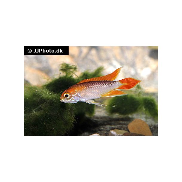 Apistogramma agassizii "fire red"  par 298.-