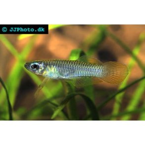 Poropanchax normani / Normans lampeye 25,- 10/178,-