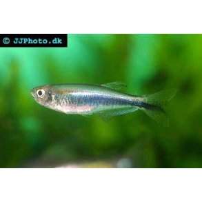 Chrysobrycon sp 'Peru' king blue tetra 20.- 10/129.-