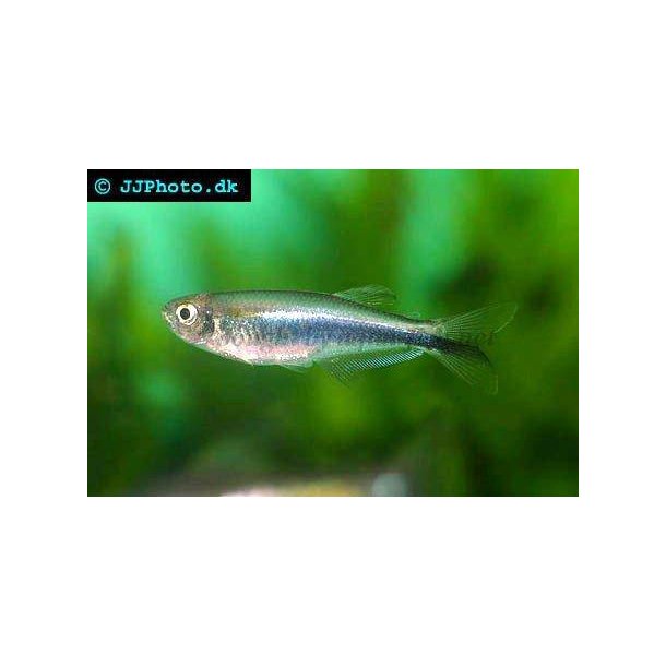 Chrysobrycon sp 'Peru' king blue tetra 20.- 10/129.-