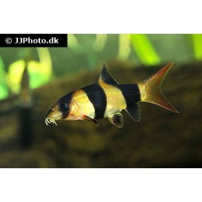 Chromobotia macracanthus / Pragtsmerling 4-5 cm 78.- 3/210-