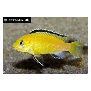 Labidochromis caruleus golden 100,- 5 stk 300,-