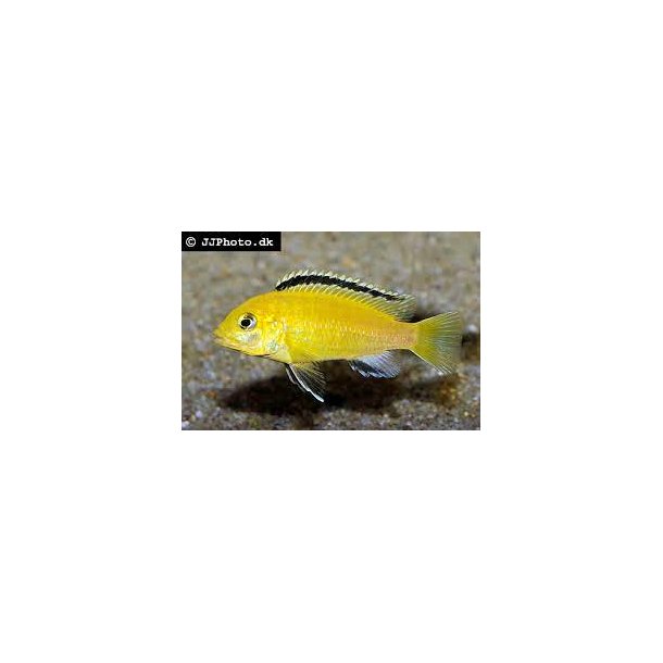 Labidochromis caruleus golden 100,- 5 stk 300,-