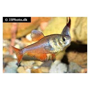 Hyphessobrycon flammeus / rd rio tetra  20,- 10/168,-