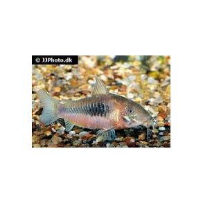 Corydoras aeneus / kobberpansermalle 40 5/168,-
