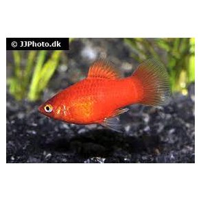 Xiphophorus maculatus / platy 30,- 5/140,- 10/250,-