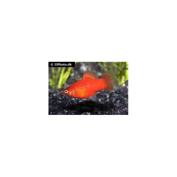 Xiphophorus maculatus / platy 30,- 5/140,- 10/250,-