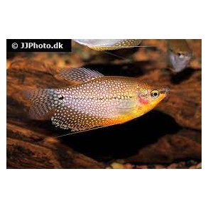 Trichopodus leeri / perlegurami 8-9 cm stk 98.-