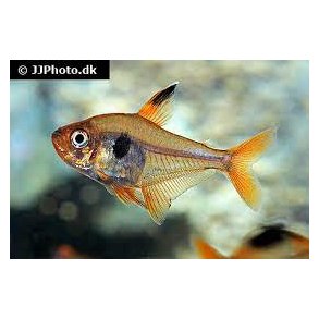 Hyphessobrycon sweglesi / rd fantomtetra stk 30.- 10/250.-