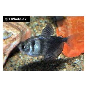 Gymnocorymbus ternetzi / sort tetra 20.- 10/150.-