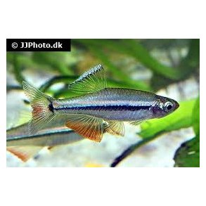 Tanichthys micagemmae 39.- 10/300.-
