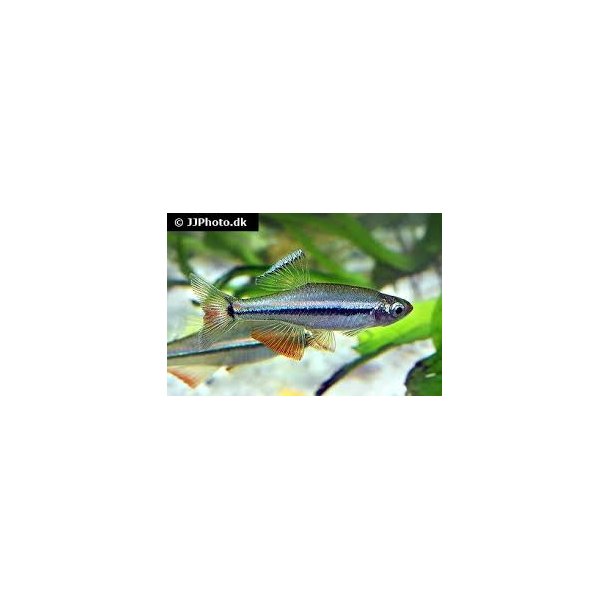Tanichthys micagemmae 39.- 10/300.-