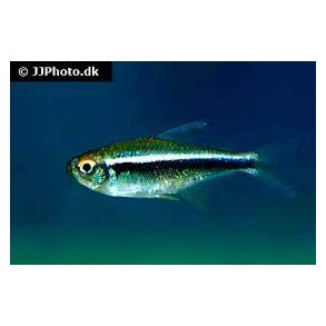 Hyphessobrycon herbertaxelrodi / sort neon 20,- 10/150,- 