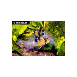  Mikrogeophagus ramirezi / sommerfuglecichlide stk 98