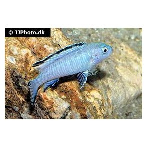 Pseudotropheus Socolofi 100,- 5 stk 300,-