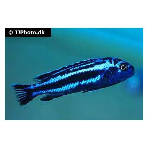 Melanochromis Maingano 100,- 5 stk 300,-