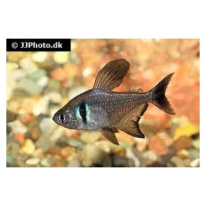 HYPHESSOBRYCON MEGALOPTERUS  / sort fantomtetra.  25.- 10/198.-