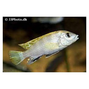 Labidochromis Pearlmut 100,- 5 stk 350,-