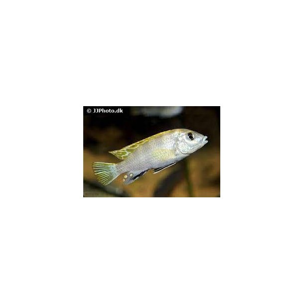 Labidochromis Pearlmut 100,- 5 stk 350,-