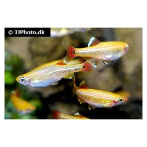 Tanichthys albonubes gold / Gul skybjerg 20,- 10/148