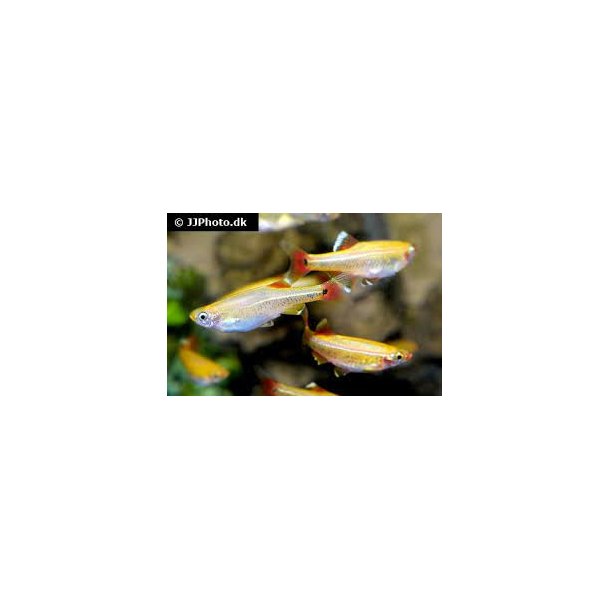 Tanichthys albonubes gold / Gul skybjerg 20,- 10/148