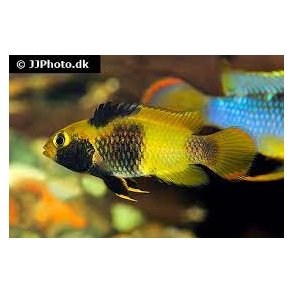 Apistogramma nijsseni 5.cm par 298.-