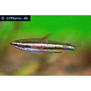 nannostomus marginatus / dv�rg blyantfisk 40.- 5/180.-