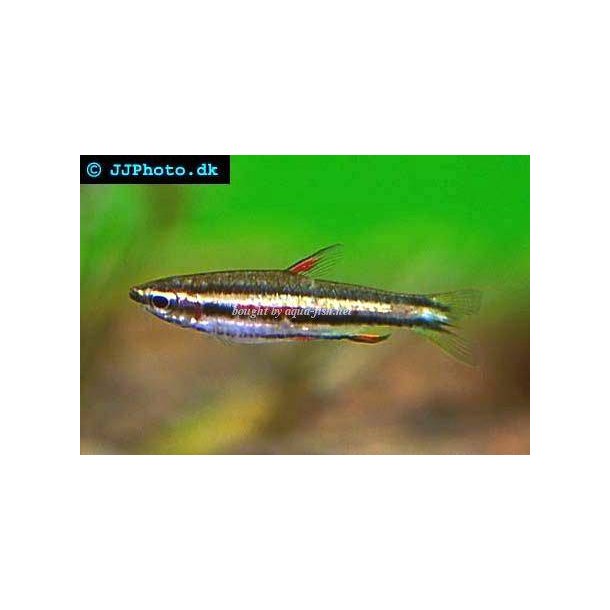 nannostomus marginatus / dv�rg blyantfisk 40.- 5/180.-