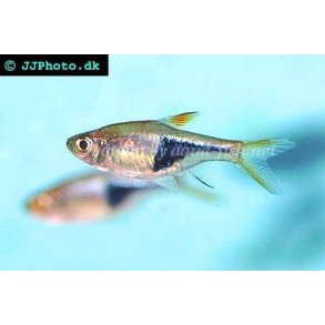 Trigonostigma hetromorpha / Kileplet rasbora 20 10/158,-
