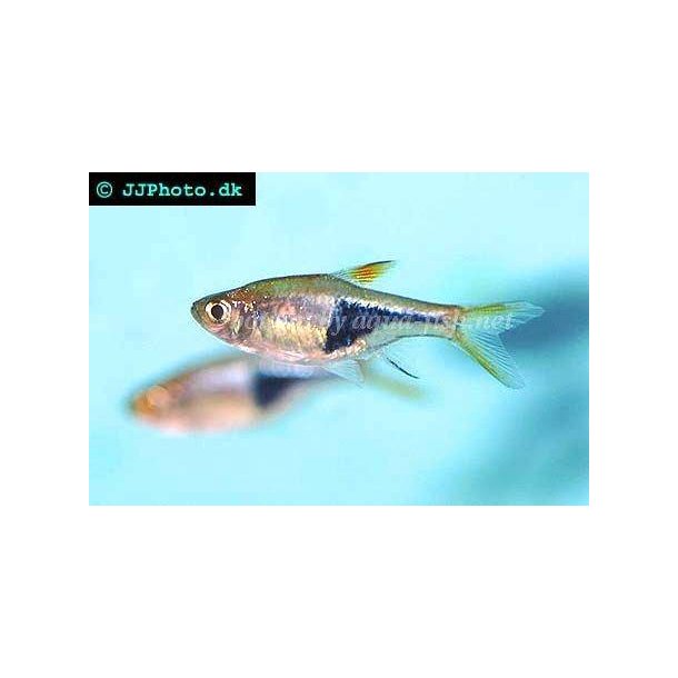 Trigonostigma heteromorpha / Kileplet rasbora 20 10/168,-