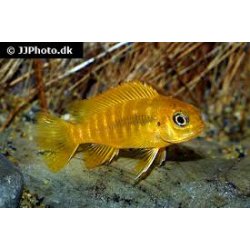 Pseudotropheus tropheus Chilumba 100,- 5 stk 300,-